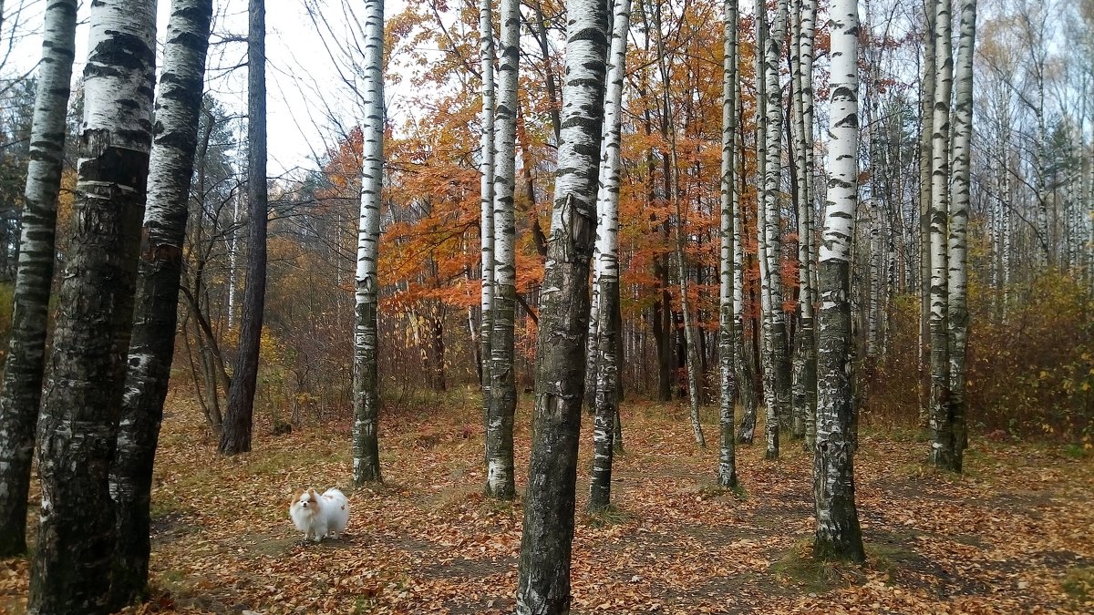 Прогулка в осеннем парке - Елена Павлова (Смолова)