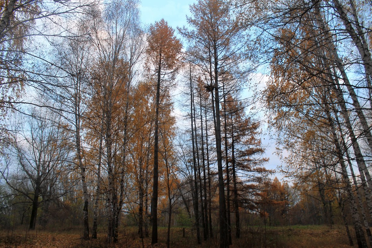 Поздняя осень - Горкун Ольга Николаевна 