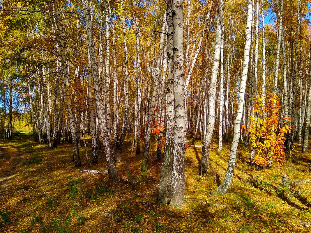 Осенний лес ... - Татьяна Котельникова