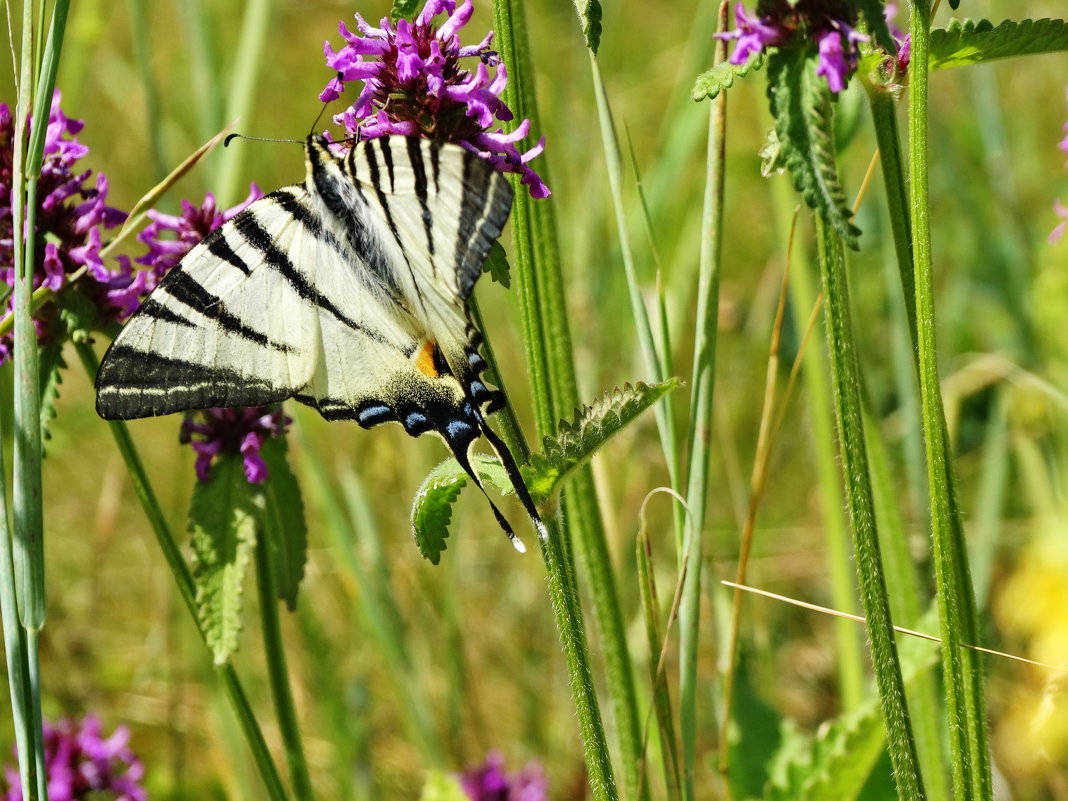 Подалирий (лат. Iphiclides podalirius). - vodonos241 