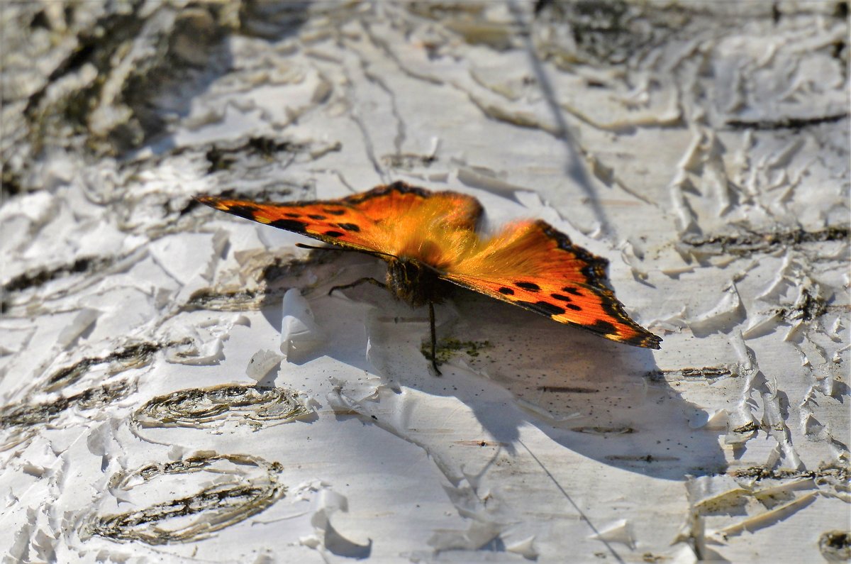 Весенняя бабочка - Константин Анисимов
