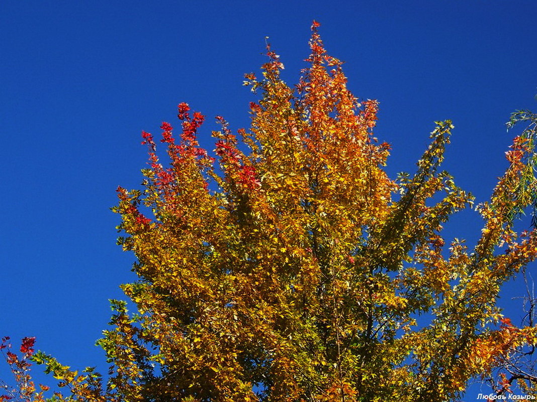 Золото кленовых листьев на фоне голубого осеннего неба...... - Любовь К.