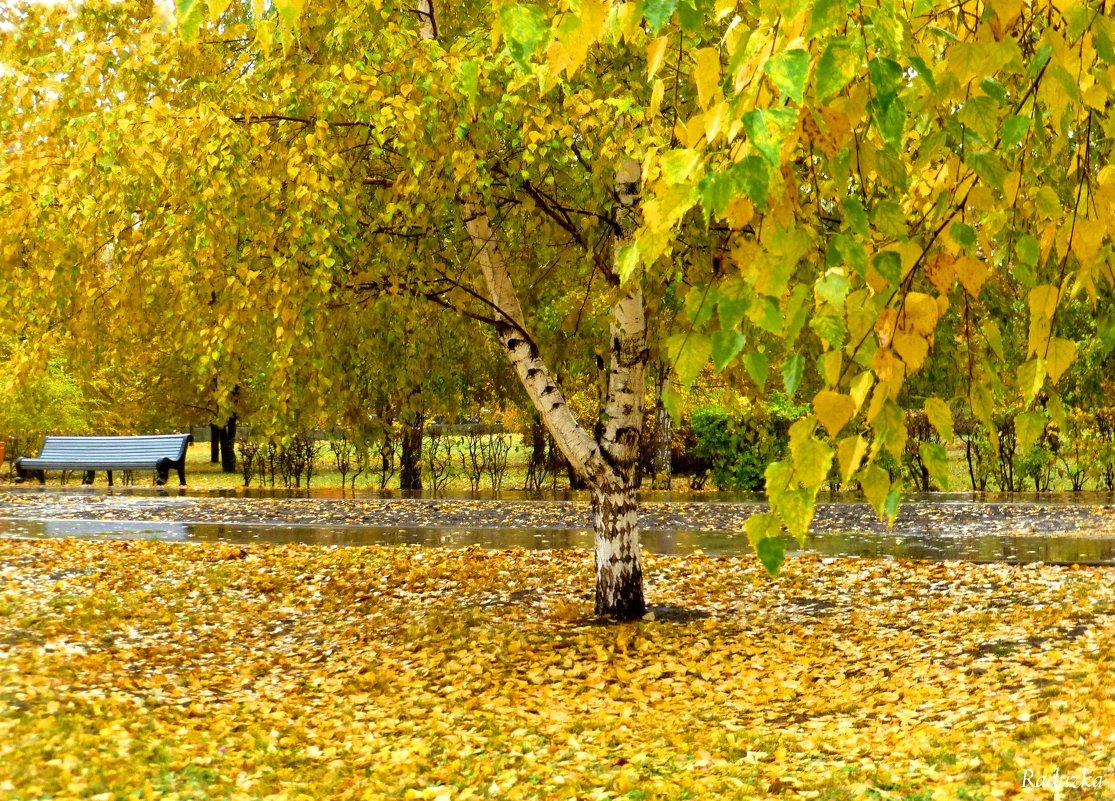 Берёза осенью в парке