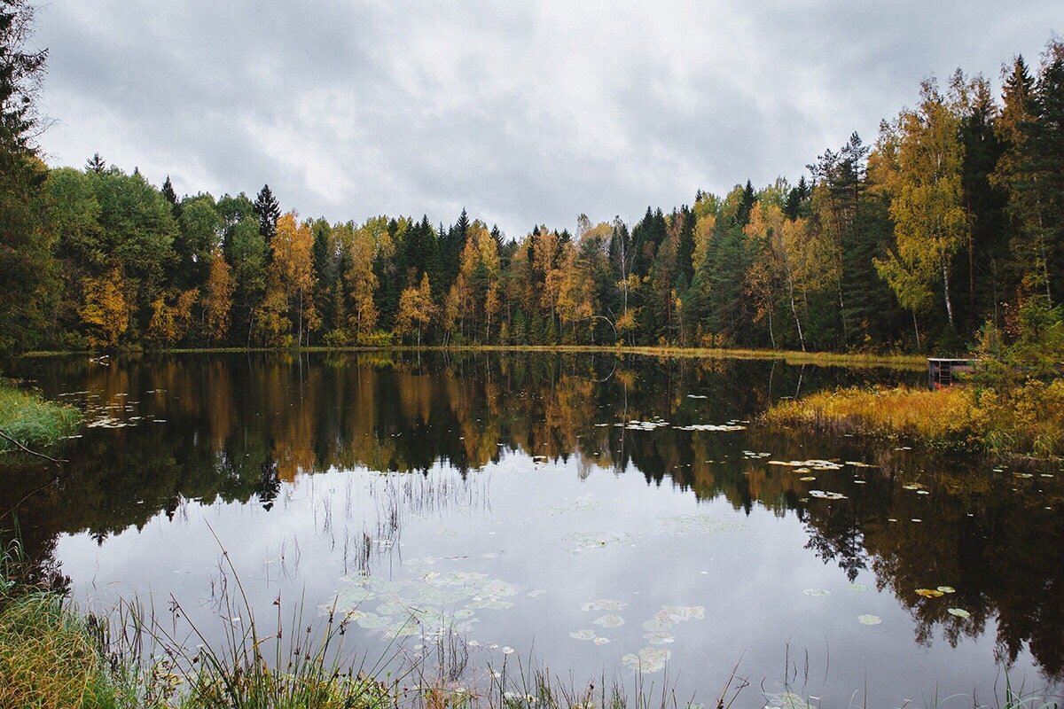 Лесное озеро - Анастасия Володина