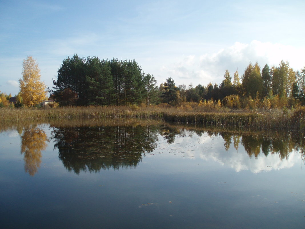 Miško ežeras / Lake in the wood - silvestras gaiziunas gaiziunas