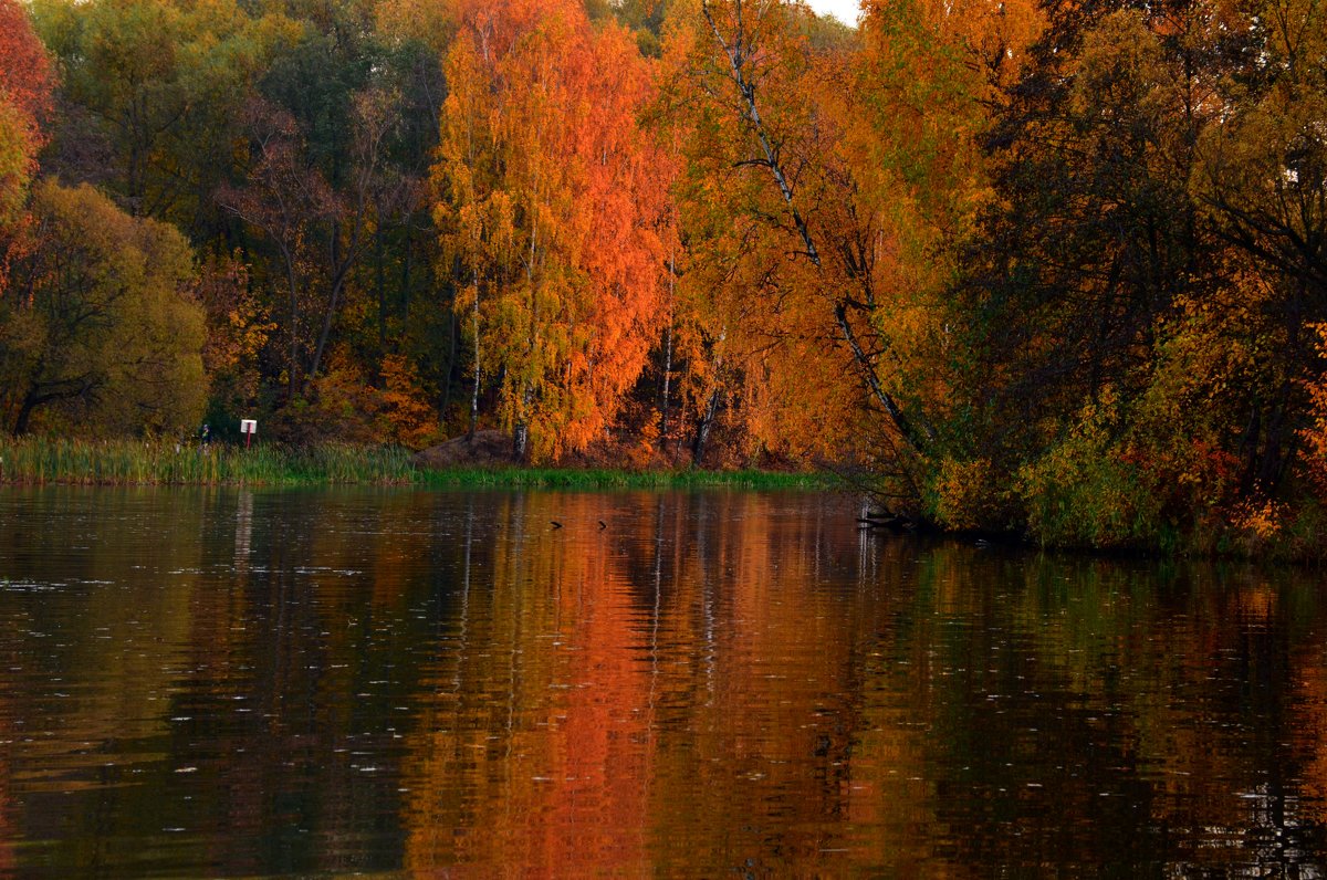 Осень, эта Осень, как пожар, озаряет меркнущий пейзаж... - Ольга Русанова (olg-rusanowa2010)