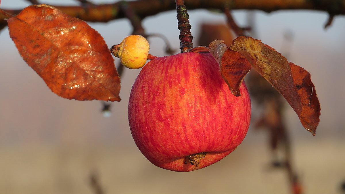 Яблоко к  октябре на рассвете в  поле - Виталий Селиванов 