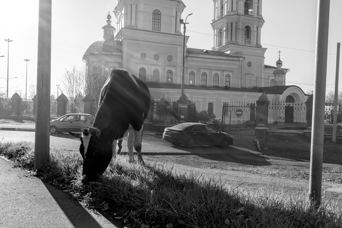 Один день городской коровы - Валерий Михмель 
