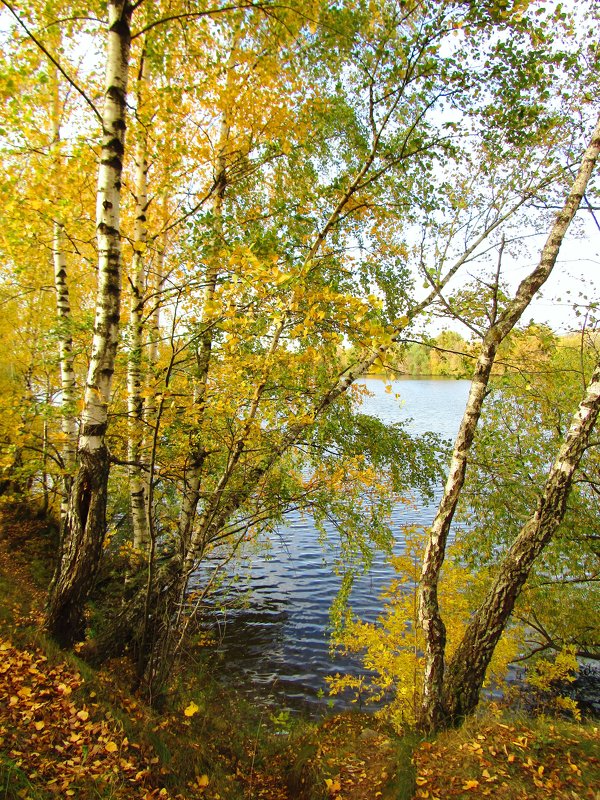 Осенние берёзы у реки - Андрей Снегерёв