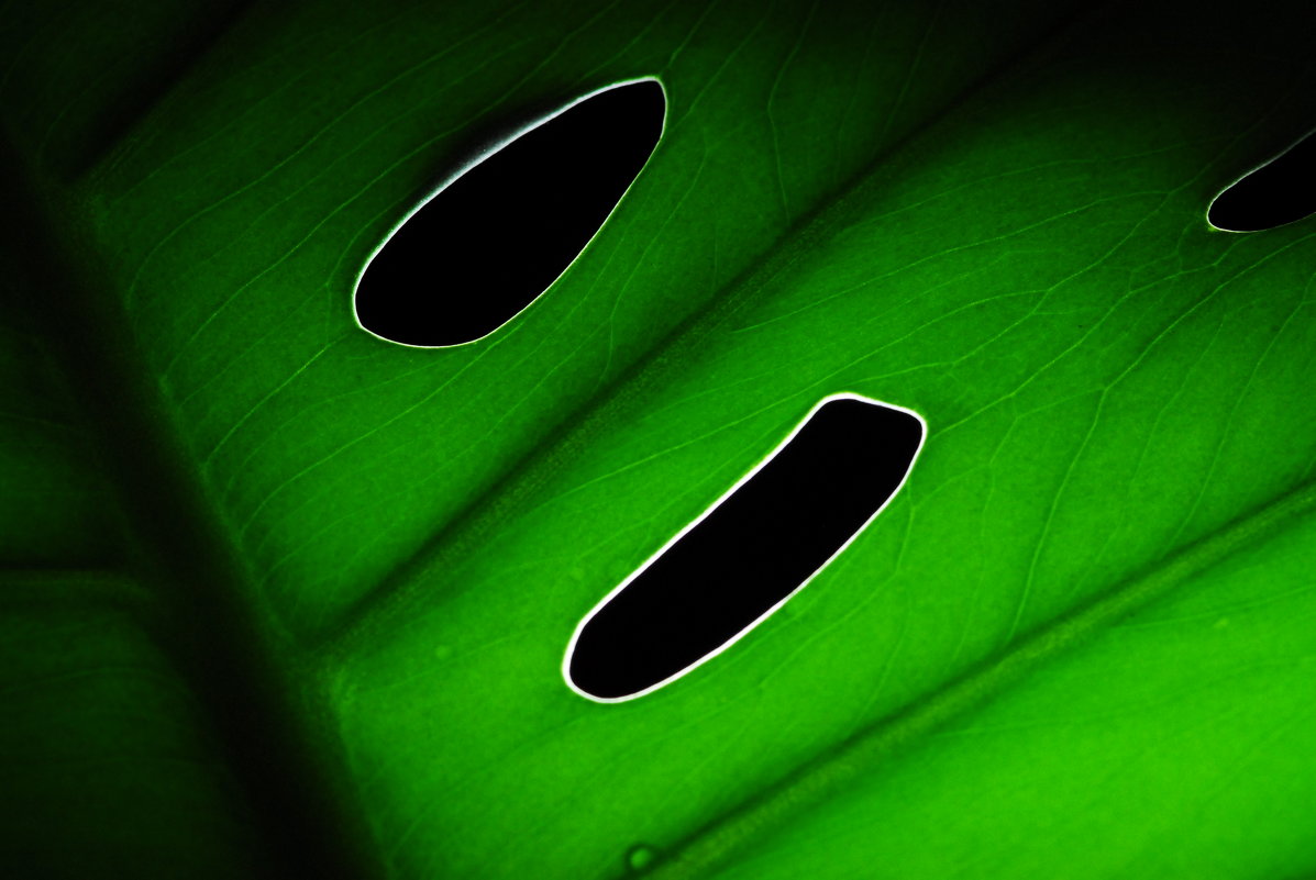 зеленый лист - Дмитрий 