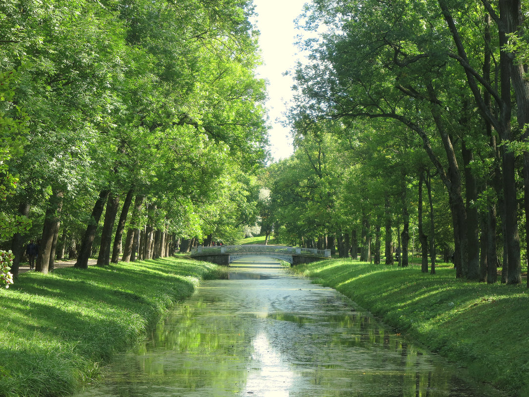 Природа Александровский парк летом