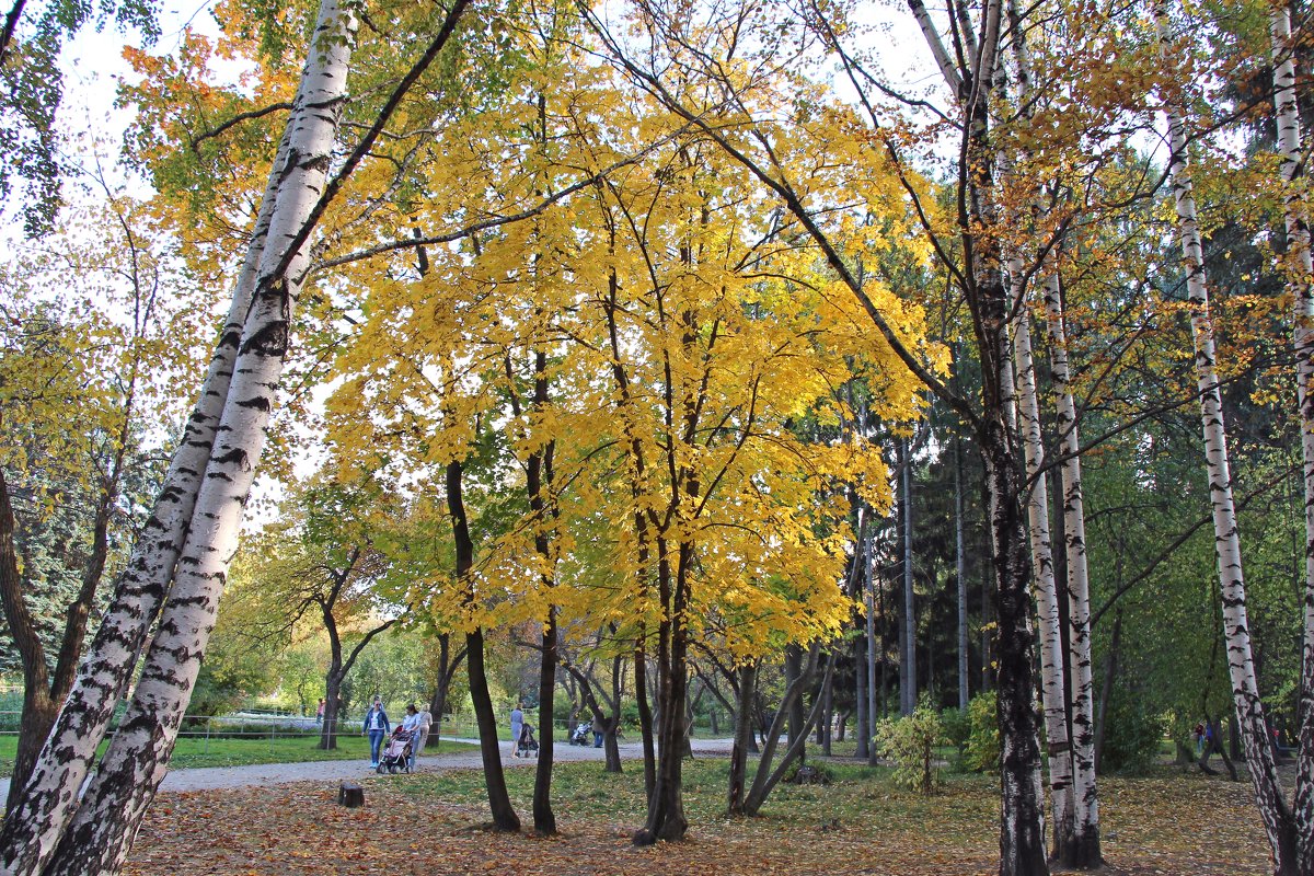 Осень в парке - Елена Викторова 