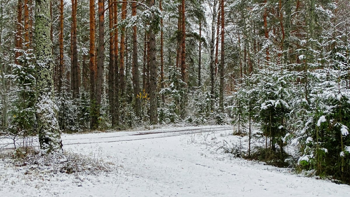 В пригородном лесу после первого снегопада - Милешкин Владимир Алексеевич 