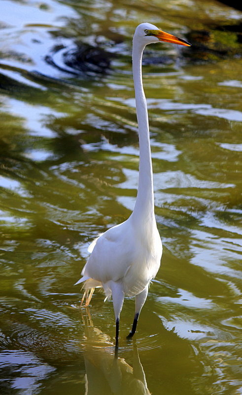 Белая птица. - оля san-alondra