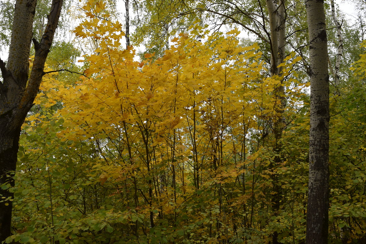 Осень в лесу - Григорий Вагун*