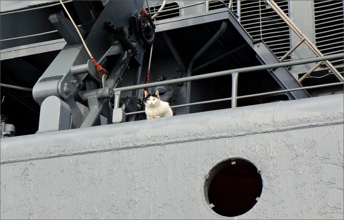 Портрет морской кошки на борту БПК "Левченко" - Кай-8 (Ярослав) Забелин