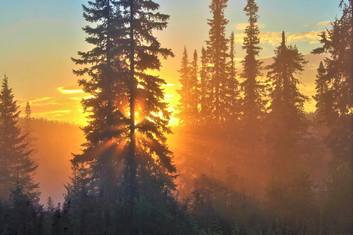 Восход солнца в тайге - Сергей Чиняев 