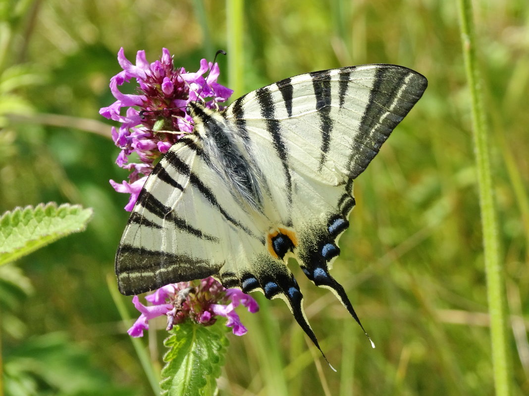 Подалирий (лат. Iphiclides podalirius) - vodonos241 