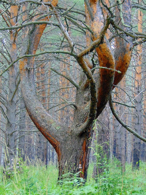 Дерево. - nadyasilyuk Вознюк