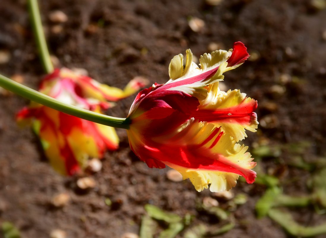 Тюльпаны - это дивные цветы... Кто раз увидел, чары их познает... - Ольга Русанова (olg-rusanowa2010)