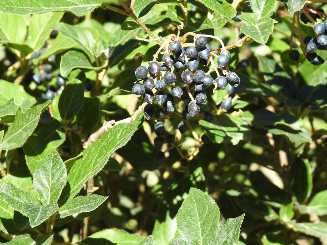 Cornus amomum. - Natalia Harries