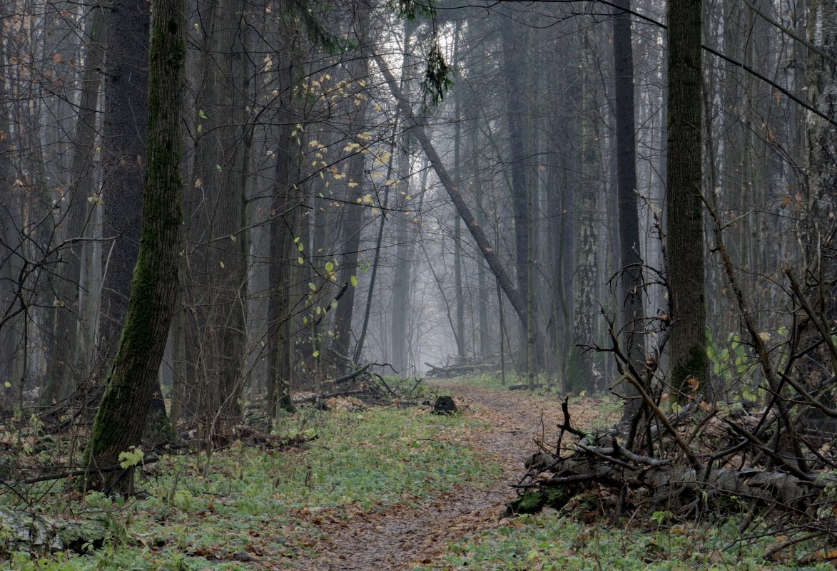 лес, тропа и туман - Владимир Гараган