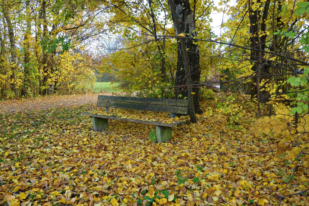 Листопад, листопад, Листья желтые летят.... - Galina Dzubina