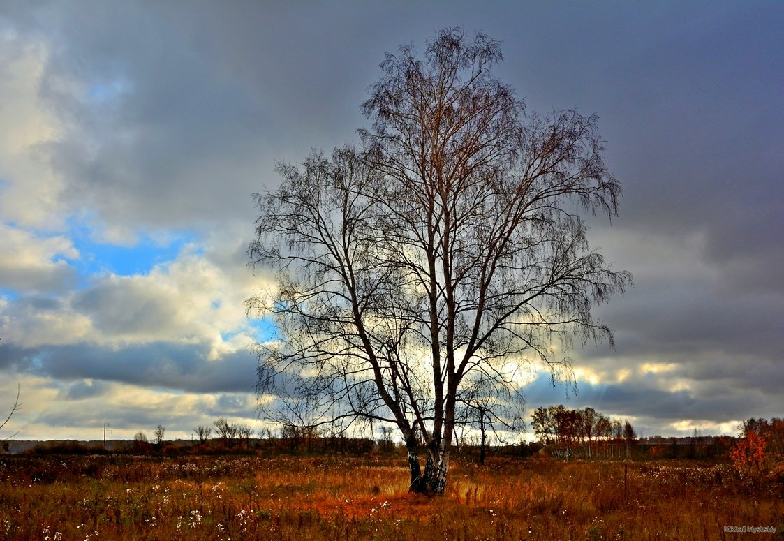 Осенняя берёза - Mikhail Irtyshskiy