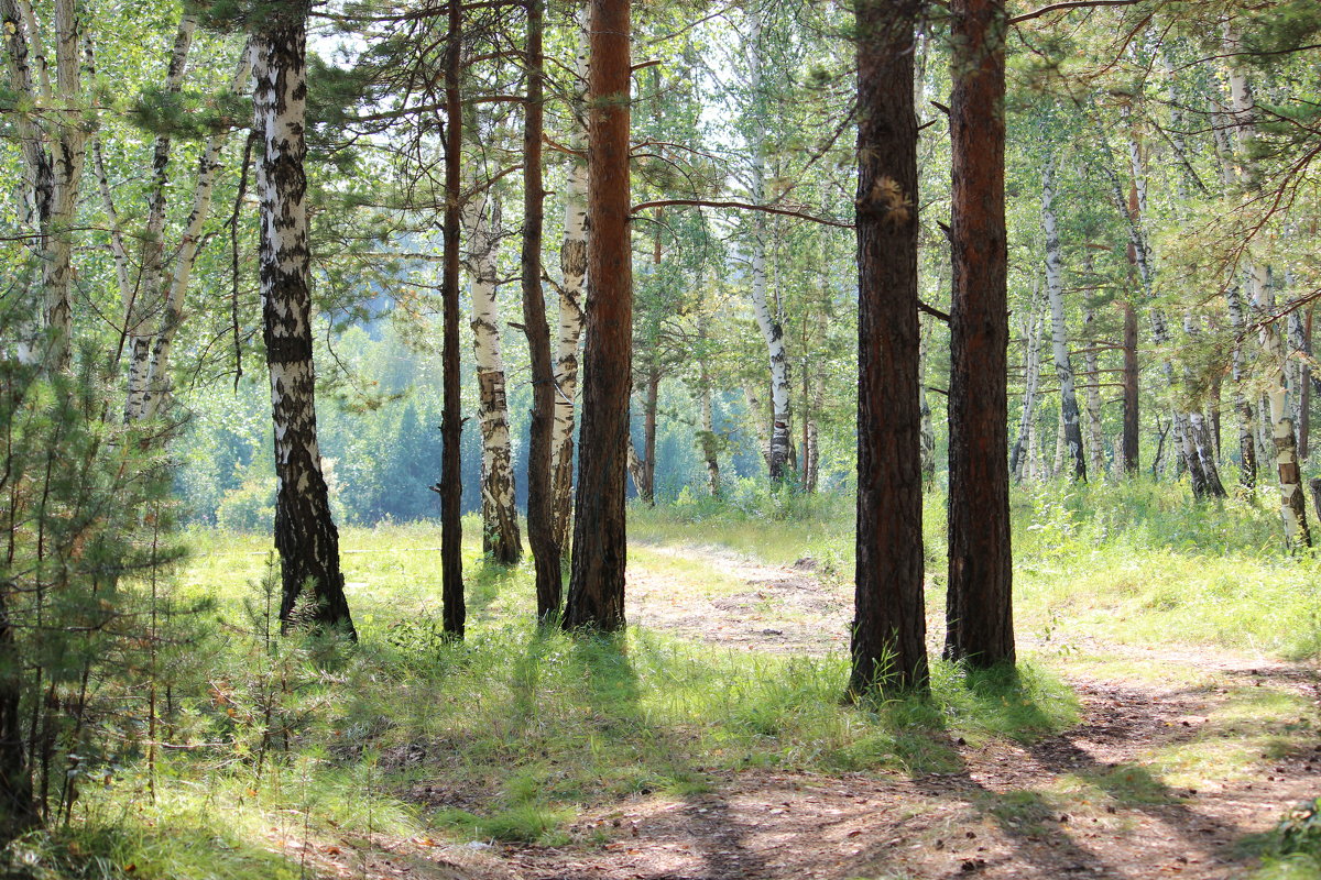 в лесу - Ольга Гомзина