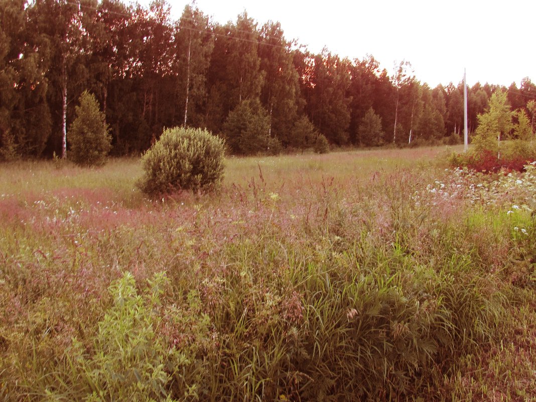 Поле с кустиком у леса - Виктория Соболевская