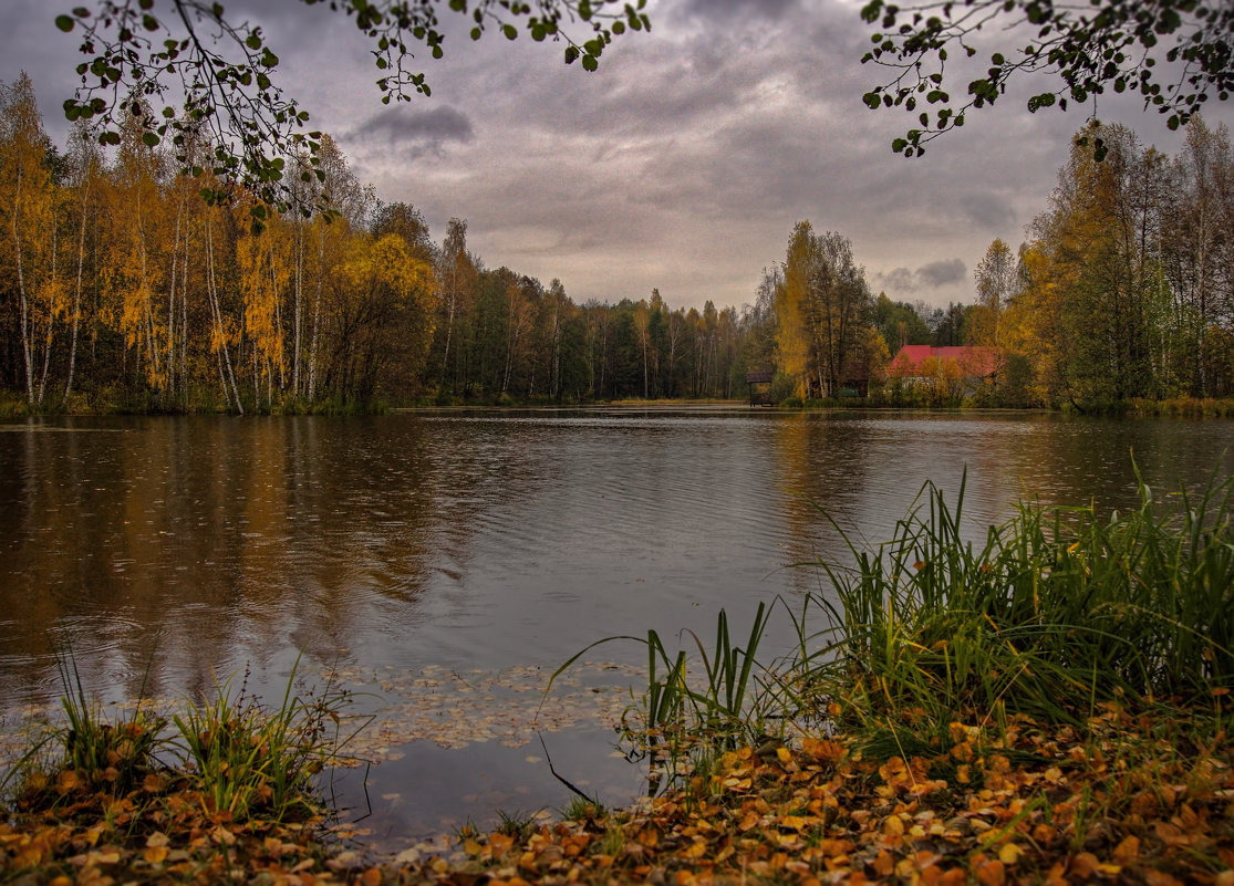 Листья и капли дождя на воде - Владимир Макаров