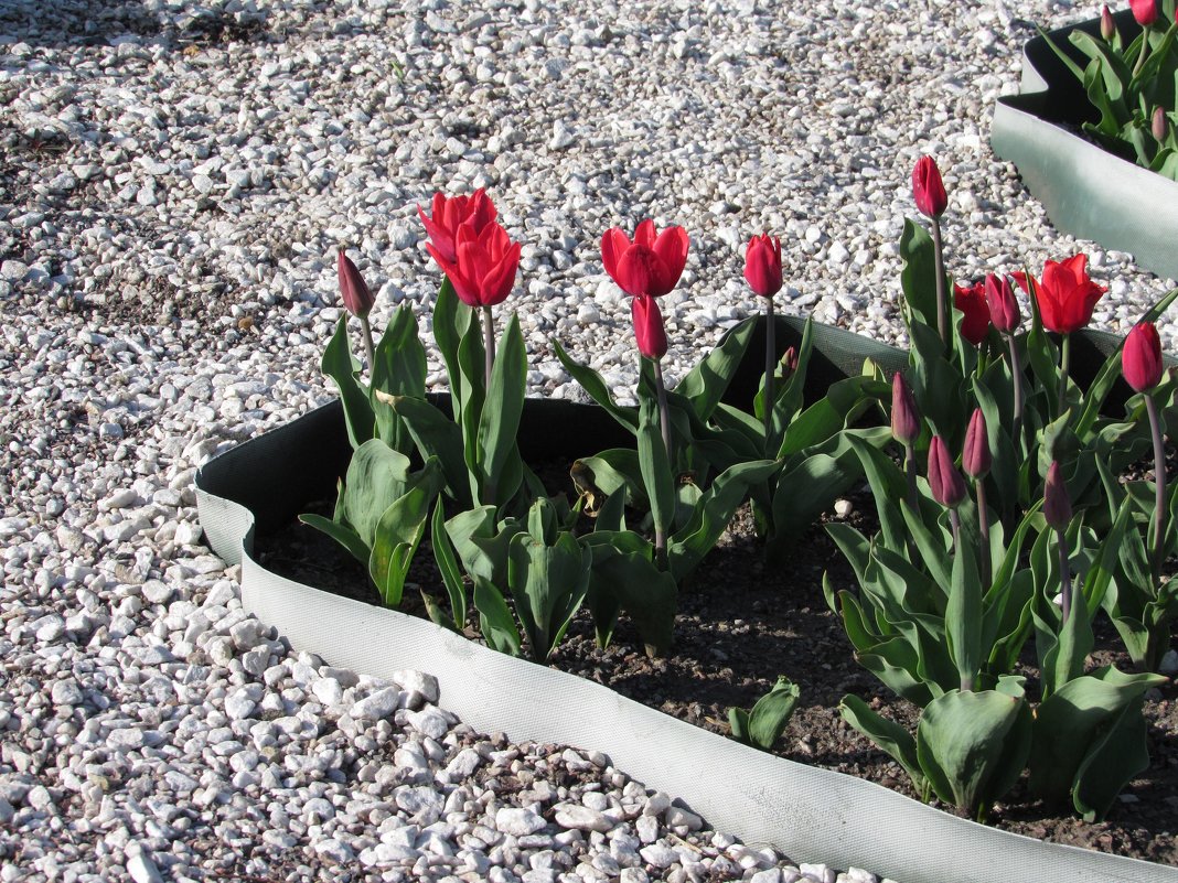 Клумба с тюльпанами у камушков в Царицыно - Виктория Соболевская