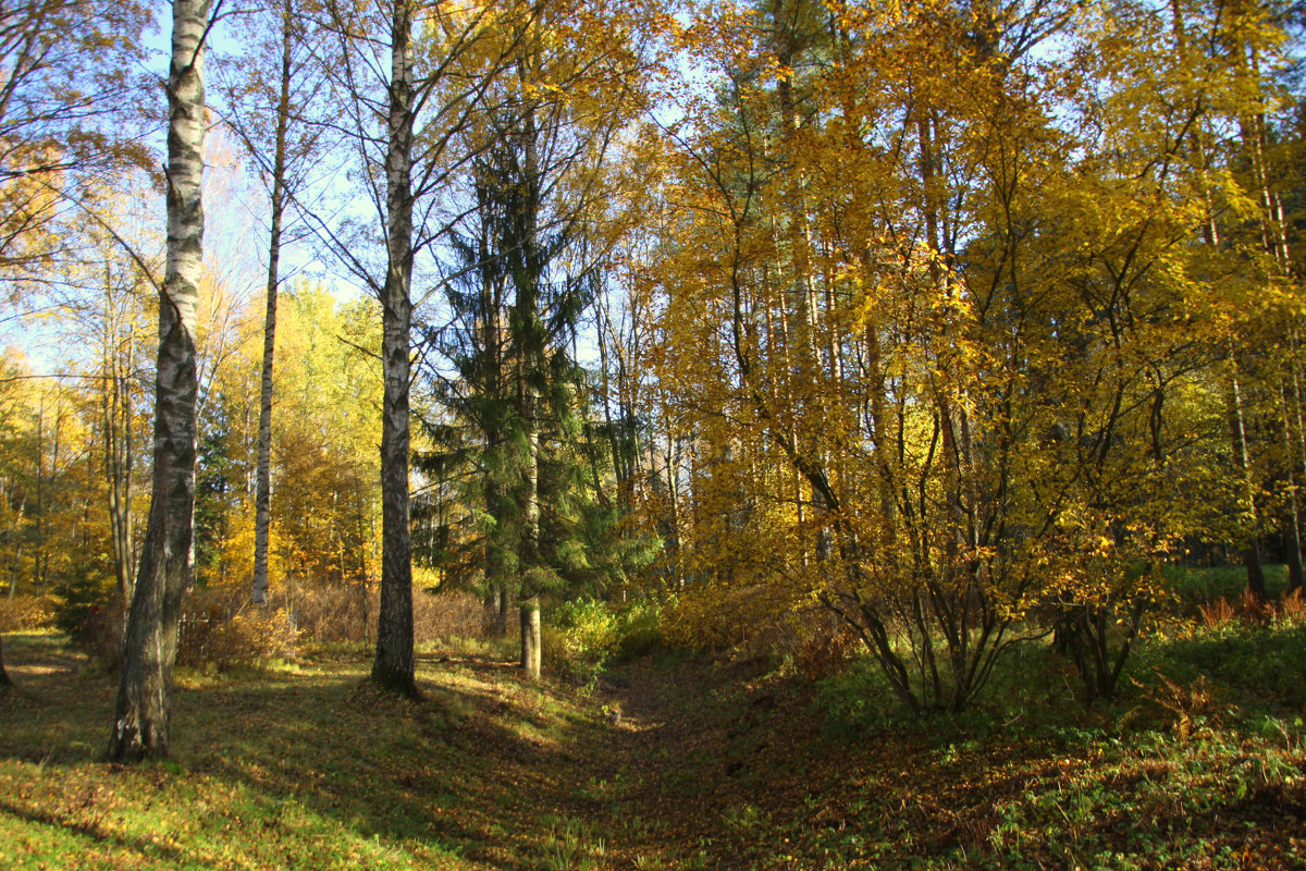 Осенний лес - Валентина 
