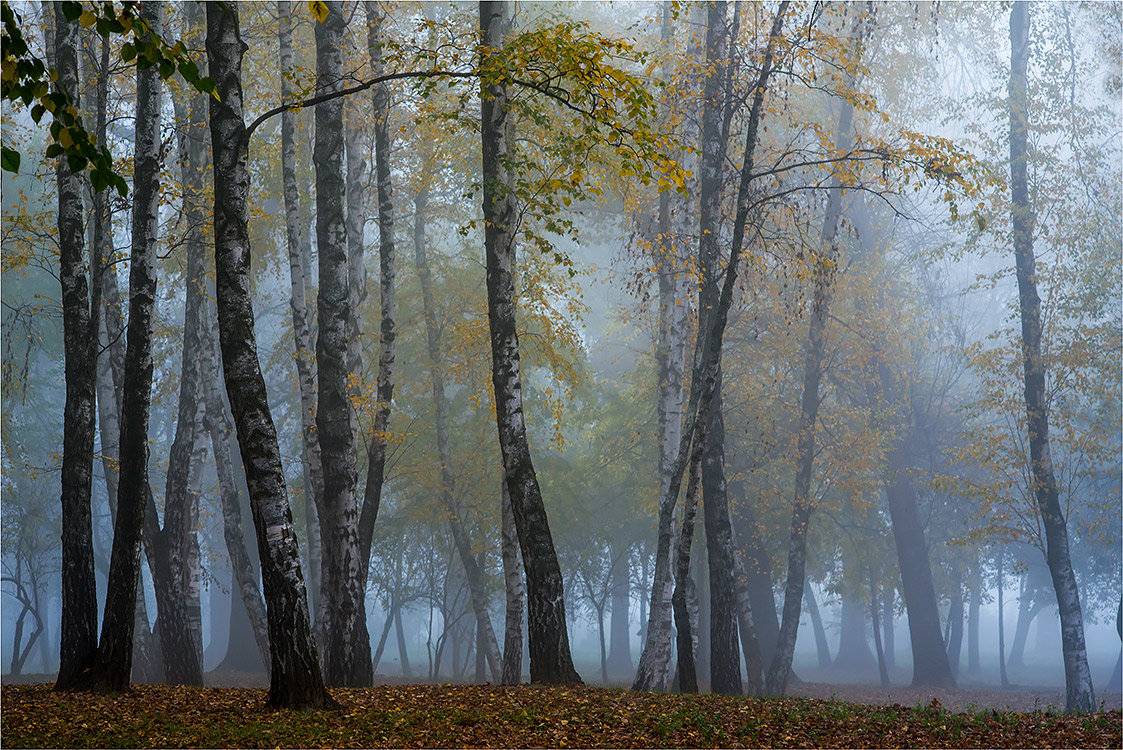 Прогулка в тумане - Шуриман .