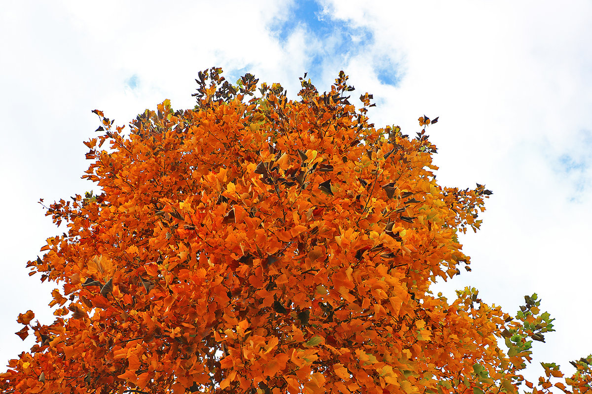 Тюльпанное дерево в осенней листве - Светлана 