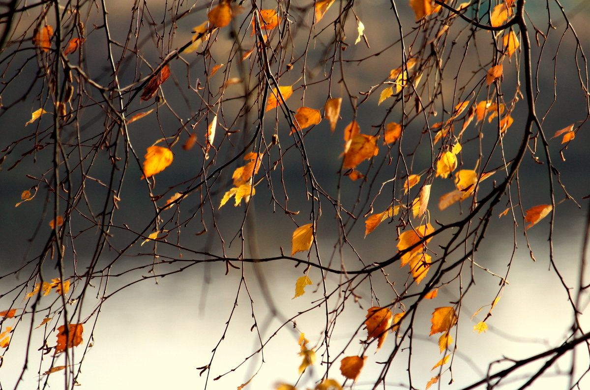 Осенние листья - жанна нечаева