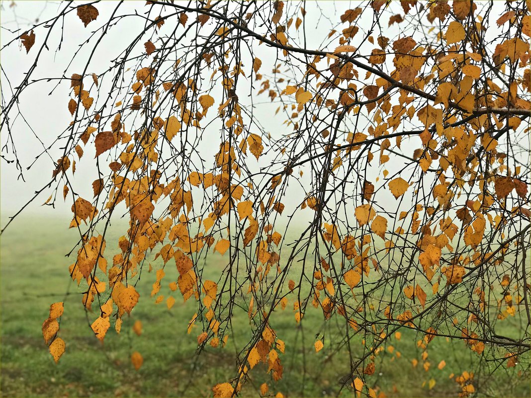 Берёзка и туман. - Валерия Комова