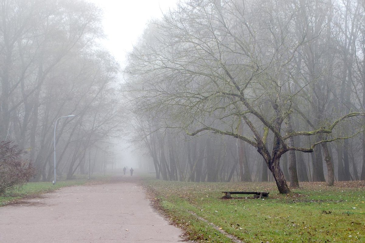 Утро в парке - Сергей Тарабара