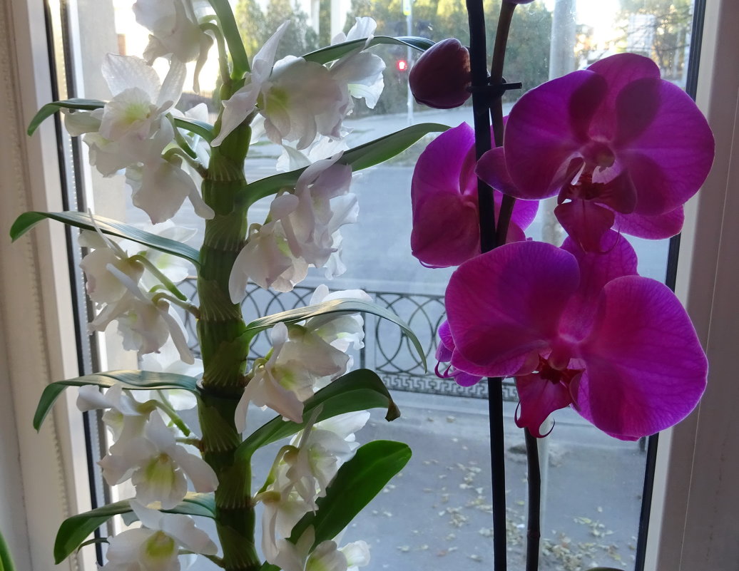 Орхидеи - татьяна 