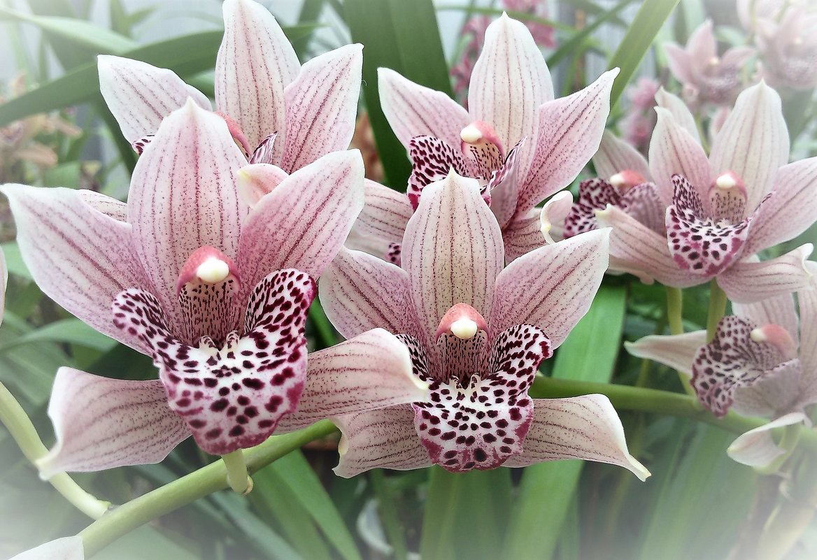 Нежные орхидеи - Людмила 