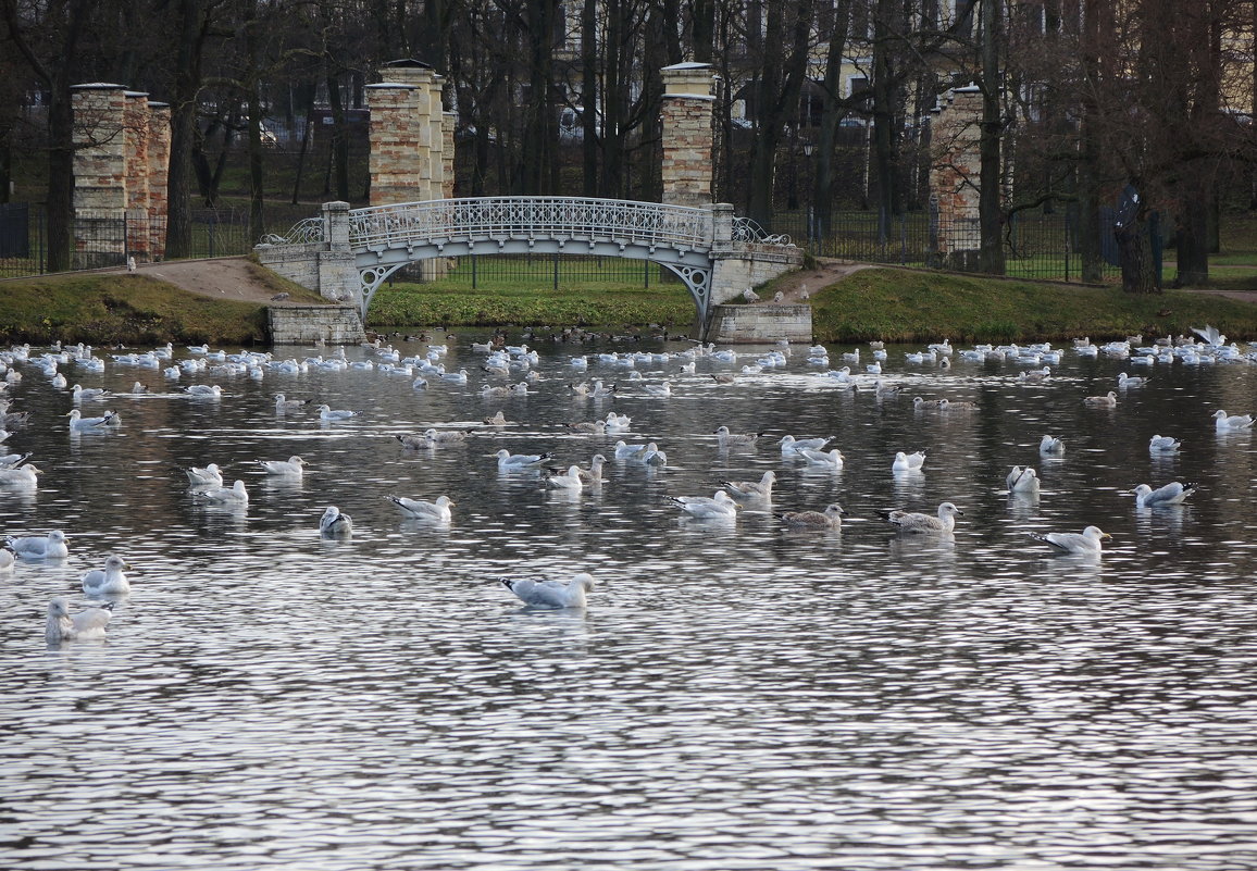 чайки на озере в парке - sv.kaschuk 