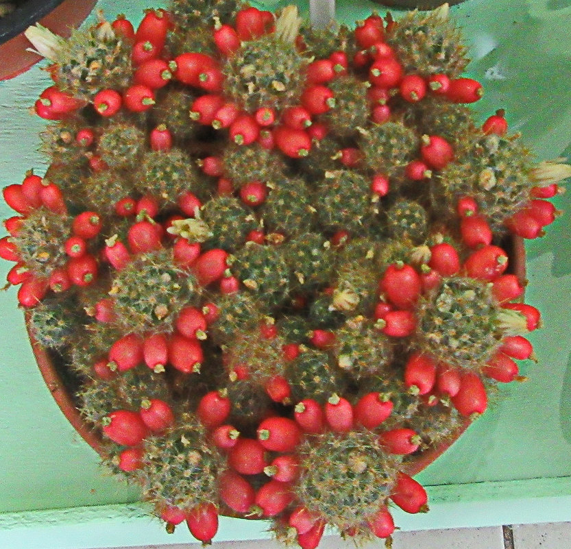 Мамилария пролифера (Mammillaria prolifera) - Tamara *