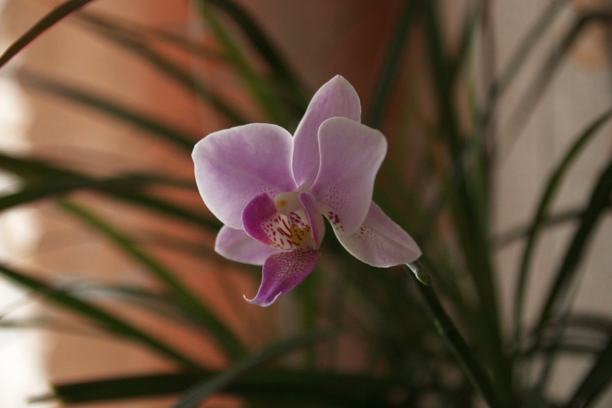Орхидея - Валерий Скобкарёв