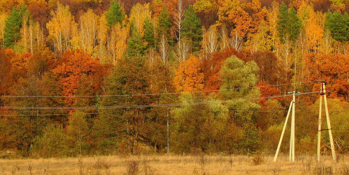 Осенний лес - жанна нечаева