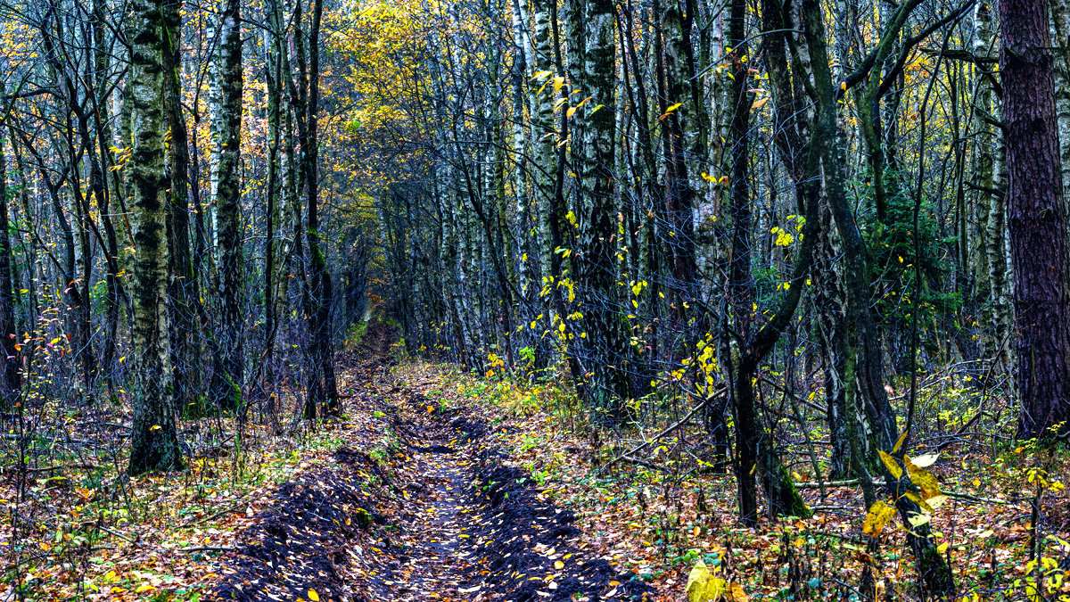 Осенний лес - Андрей Николаевич Незнанов