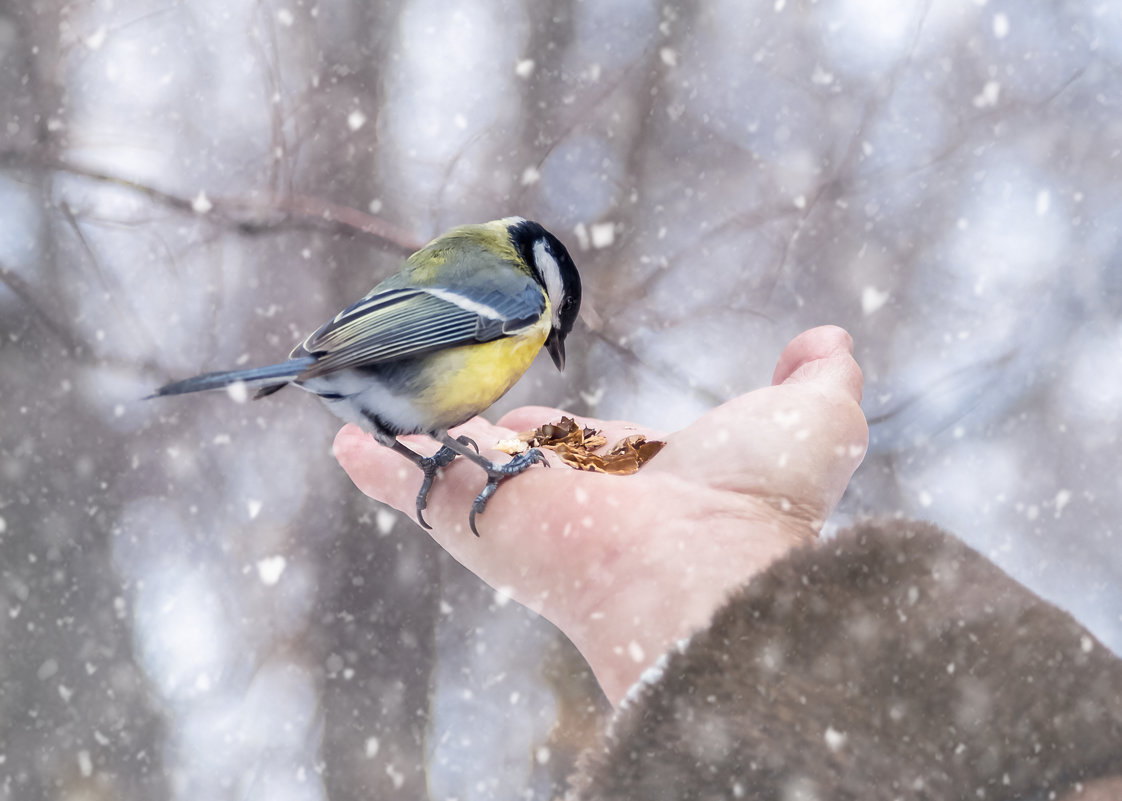 покормите птиц зимой картинки