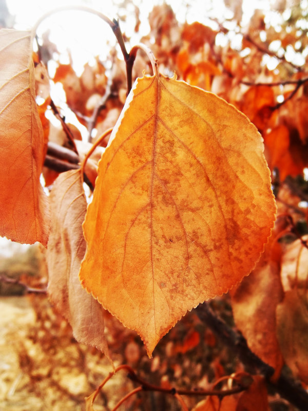 Осенние листья - Татьяна Королёва