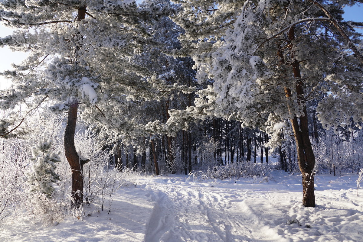 В зимнем лесу - Наталия Григорьева