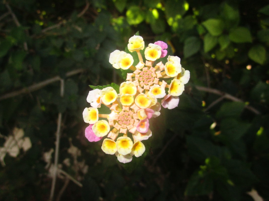 Беленькие цветочки - Лариса 