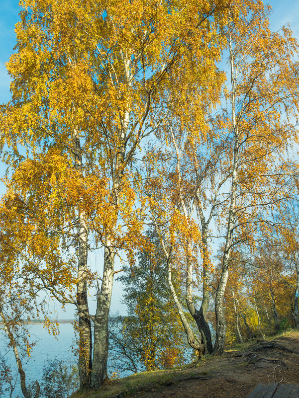 Осень на берегу озера Разлив (03) - Виталий 